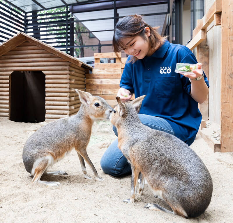 大阪ECO動物海洋專門學校