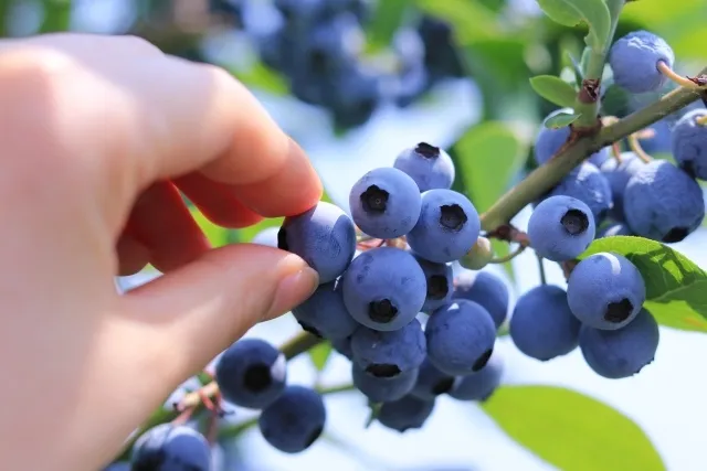 餃子之都的夏天～宇都宮日語文化體驗營